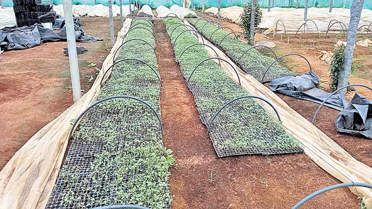 నర్సరీల్లో నారు