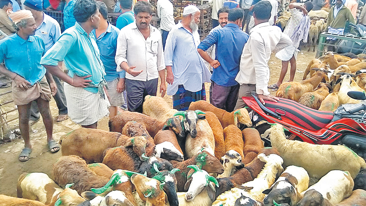 మేకల మండి..సందడే సందడి