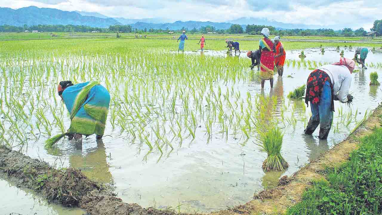 వానలు పుష్కలం.. సాగు సంబురం
