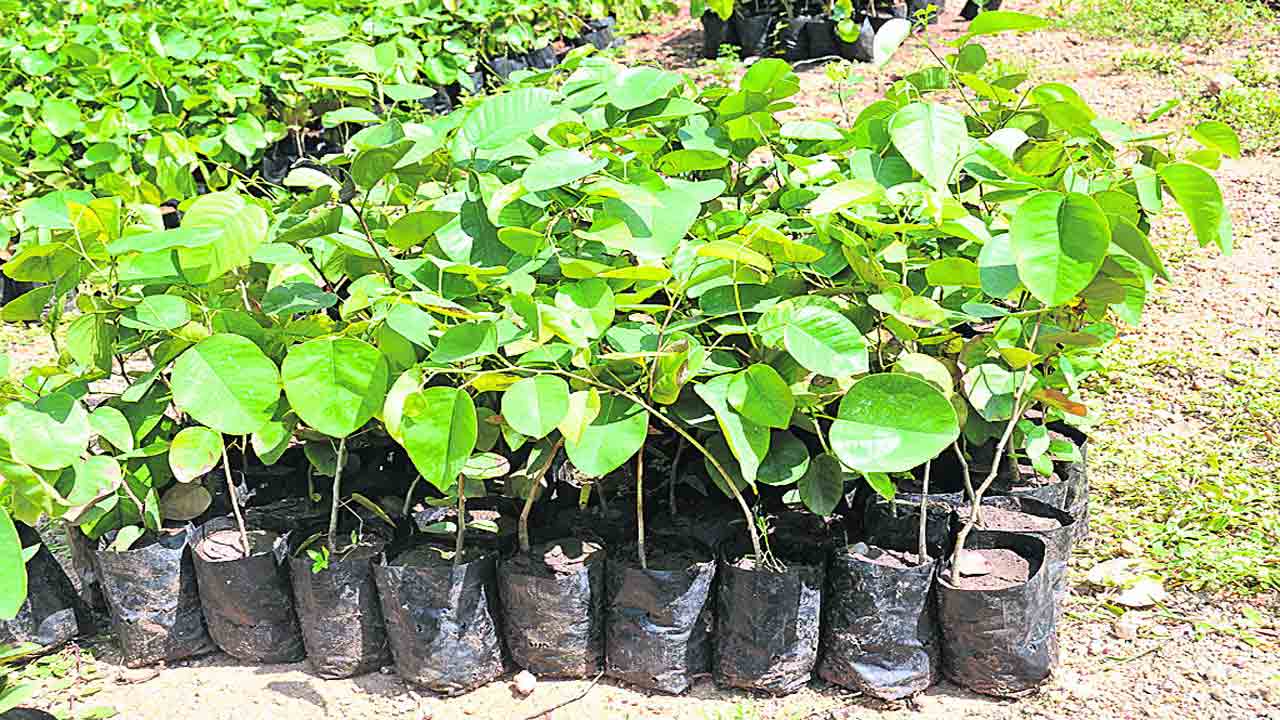 హరితం.. సన్నద్ధం