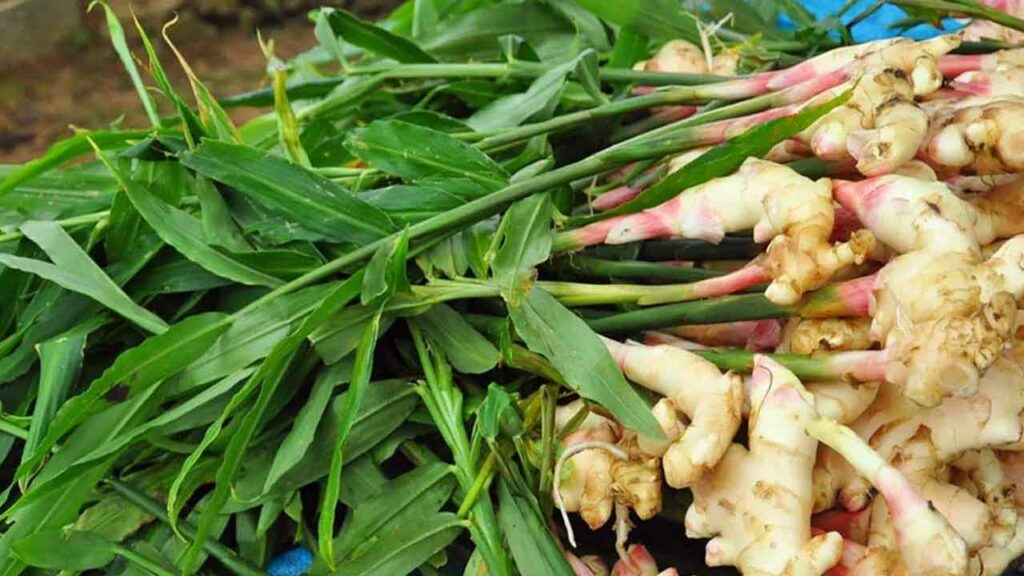 Integrated Plant Protection in Ginger Cultivation
