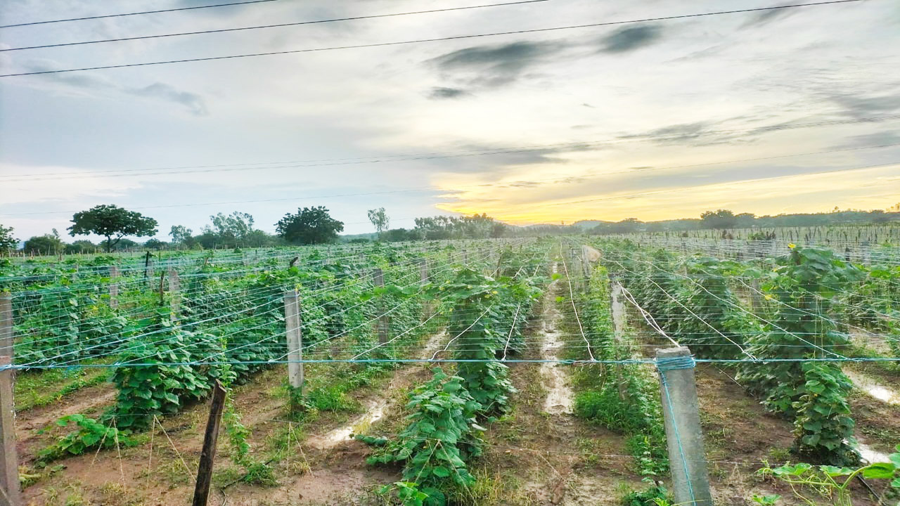 కూరగాయాల్లో రారాజు.. బోడకాకర