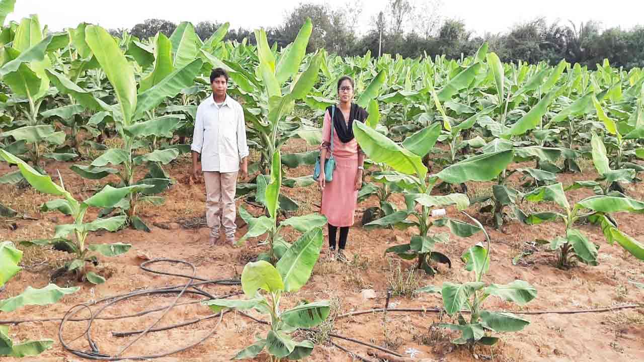 అరటి సాగు.. లాభాలు బాగు