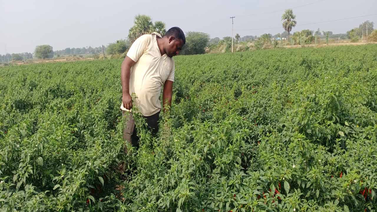 పసిడి పంటలు