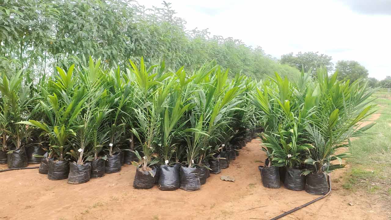 హరితహారానికి సర్వం సిద్ధం