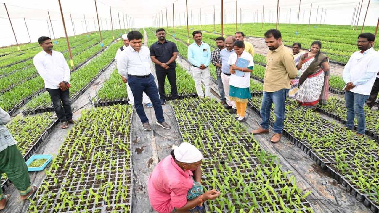 ఆయిల్‌ పామ్‌తో ఆమ్దానీ