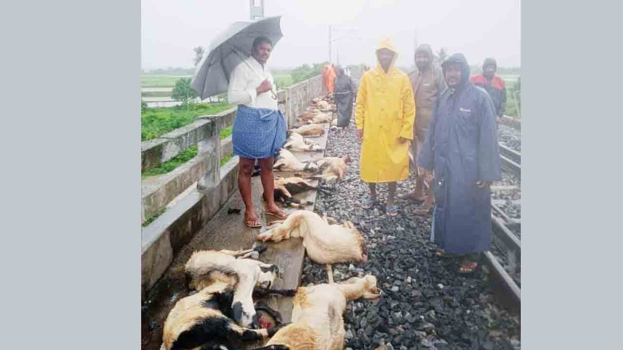 రైలు ఢీకొని 80 గొర్రెల మృతి