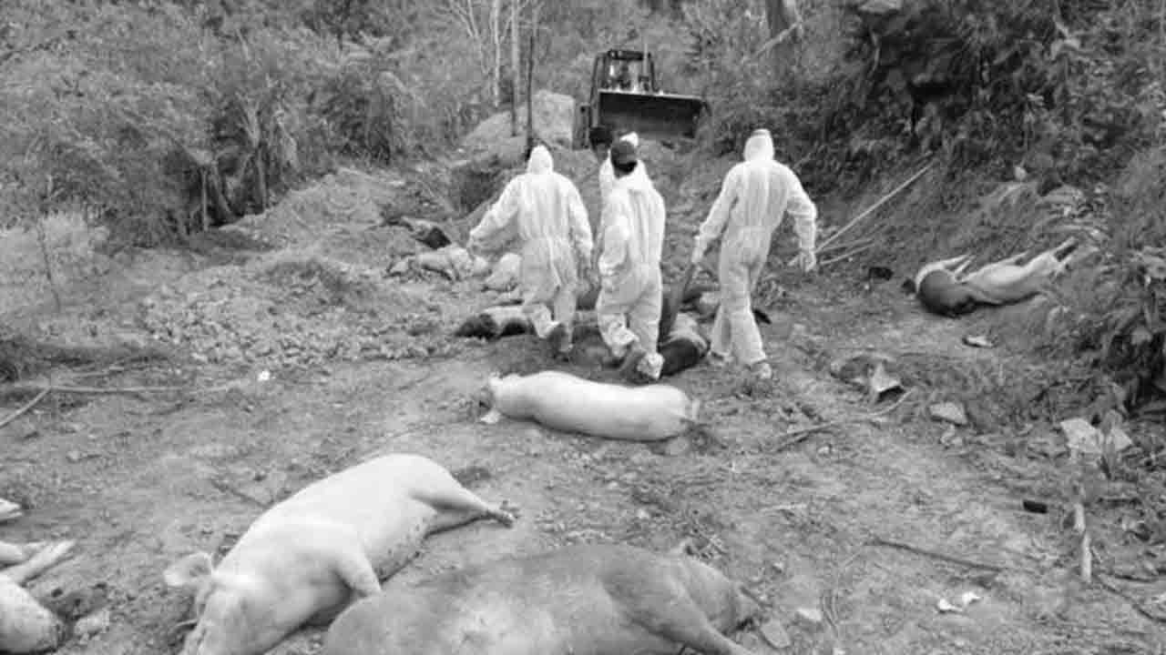 కేర‌ళ‌లో ఆఫ్రిక‌న్ స్వైన్‌ ఫ్లూ.. 190 పందులను చంపేశారు..