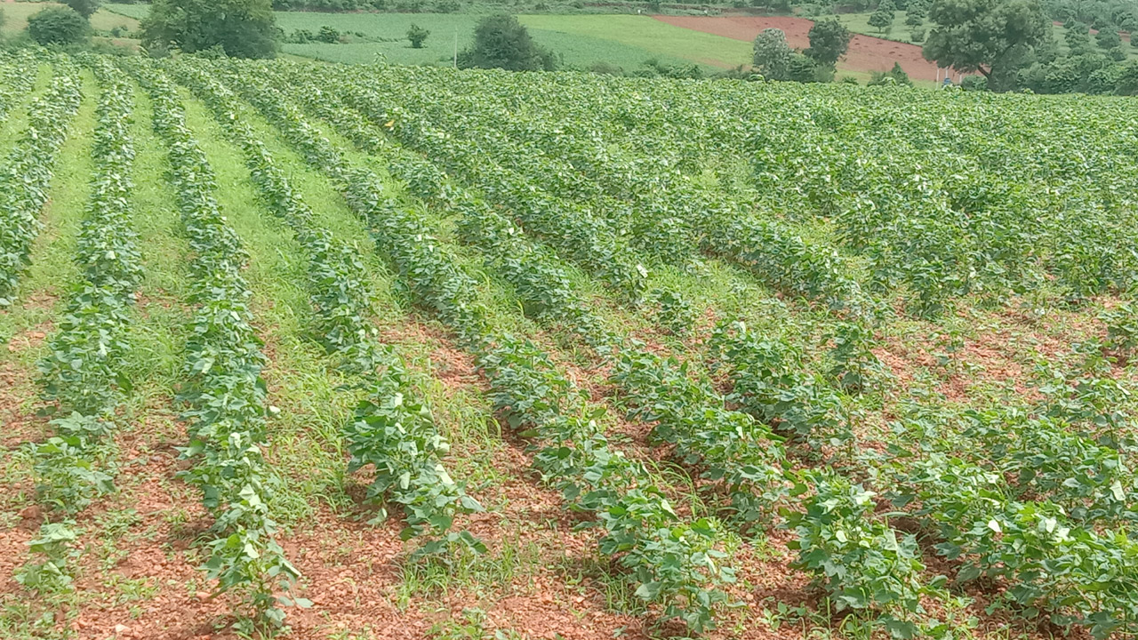 ఆశాజనకంగామెట్టపంటలు