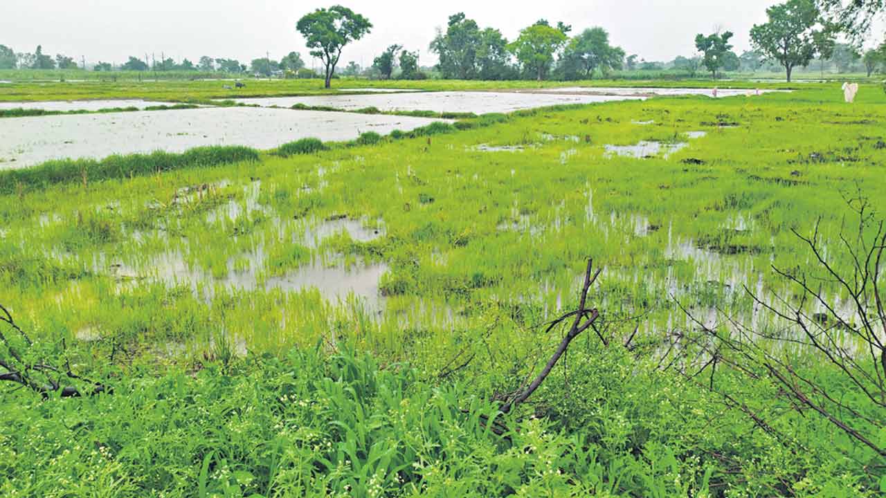 జోరు వాన.. వీడని ముసురు