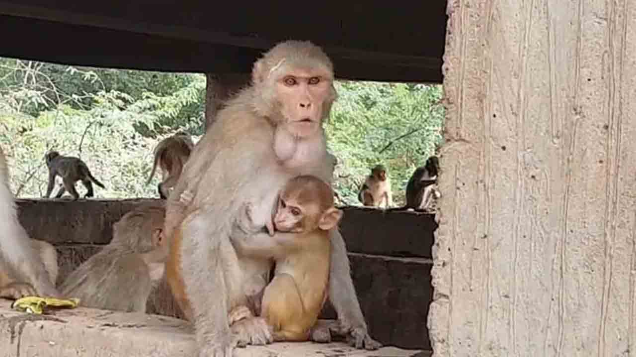 Monkey Throws Baby | ఉత్త‌ర‌ప్ర‌దేశ్‌లో కోతి చేష్ట‌లు.. 4 నెల‌ల ప‌సికందు దుర్మ‌ర‌ణం