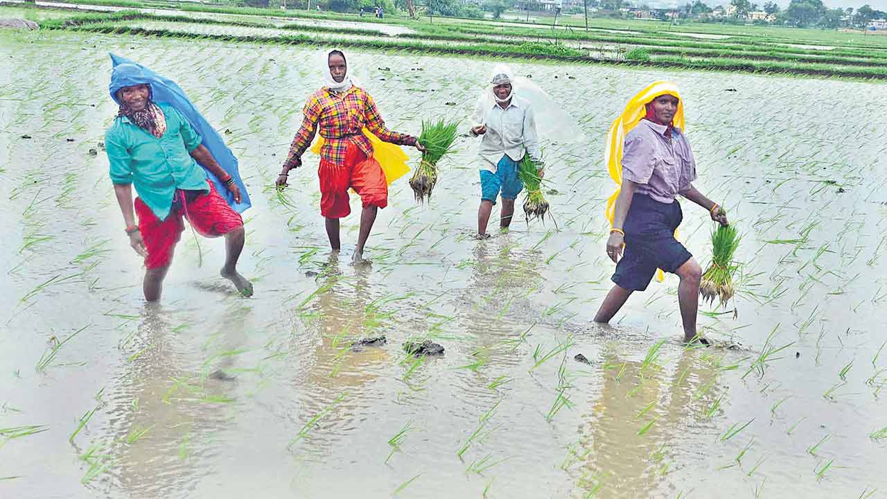 నాటేస్తున్న మహారాష్ట్ర కూలీలు