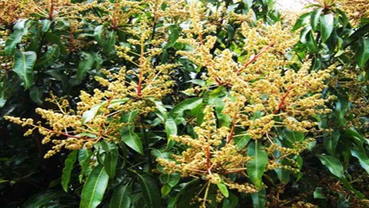 Mango planatation | మామిడి తోటల్లో యాజమాన్య పద్ధతులు