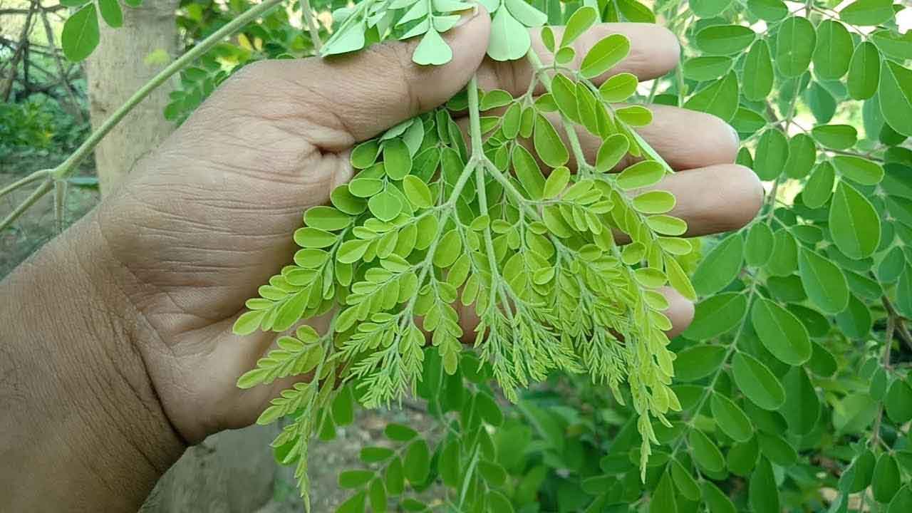 Drumstick cultivation | మునగలో ఎరువులు, పురుగుల యాజమాన్యం