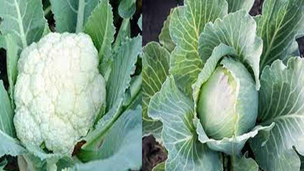 Many benefits with Cabbage and Cauliflower cultivation