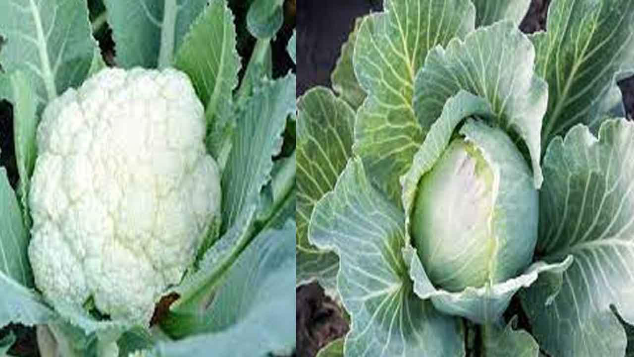 Cabbage and Cauliflower | క్యాబేజి, కాలీఫ్లవర్ సాగుతో బోలెడు లాభాలు..!