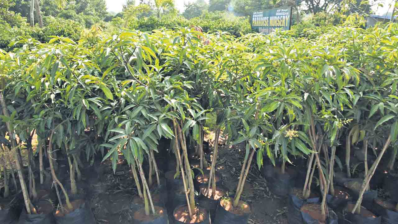 పంట పొలాలన్నీ నర్సరీలు