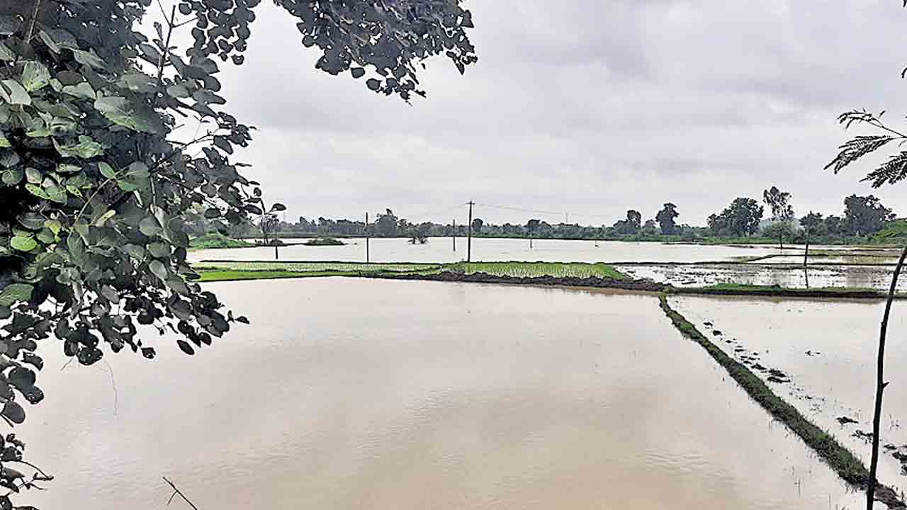 ముసురు.. గుబులు