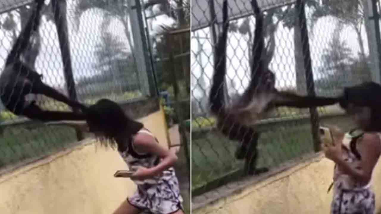 Viral Video: ఎన్‌క్లోజర్‌ను కొట్టిన మహిళ… జుట్టు పట్టుకుని లాగిన కోతులు