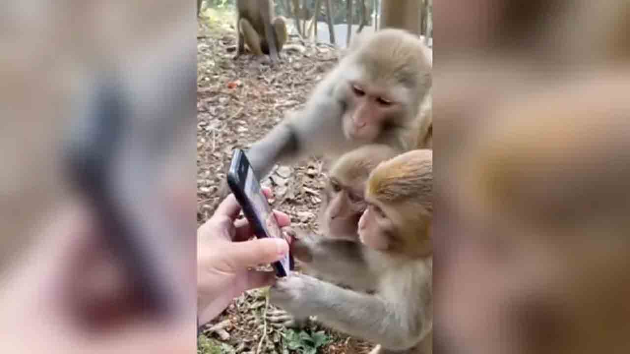 Monkeys | సోషల్ మీడియాలో మునిగిపోయిన కోతులు.. వైరల్ అవుతున్న వీడియో