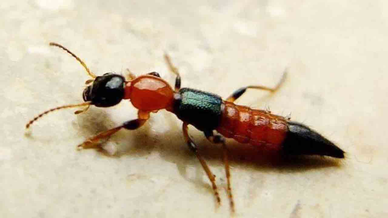 Nairobi Fly | నైరోబీ ఫ్లై వస్తున్నది..! కంటి చూపునకు ముప్పే..!!