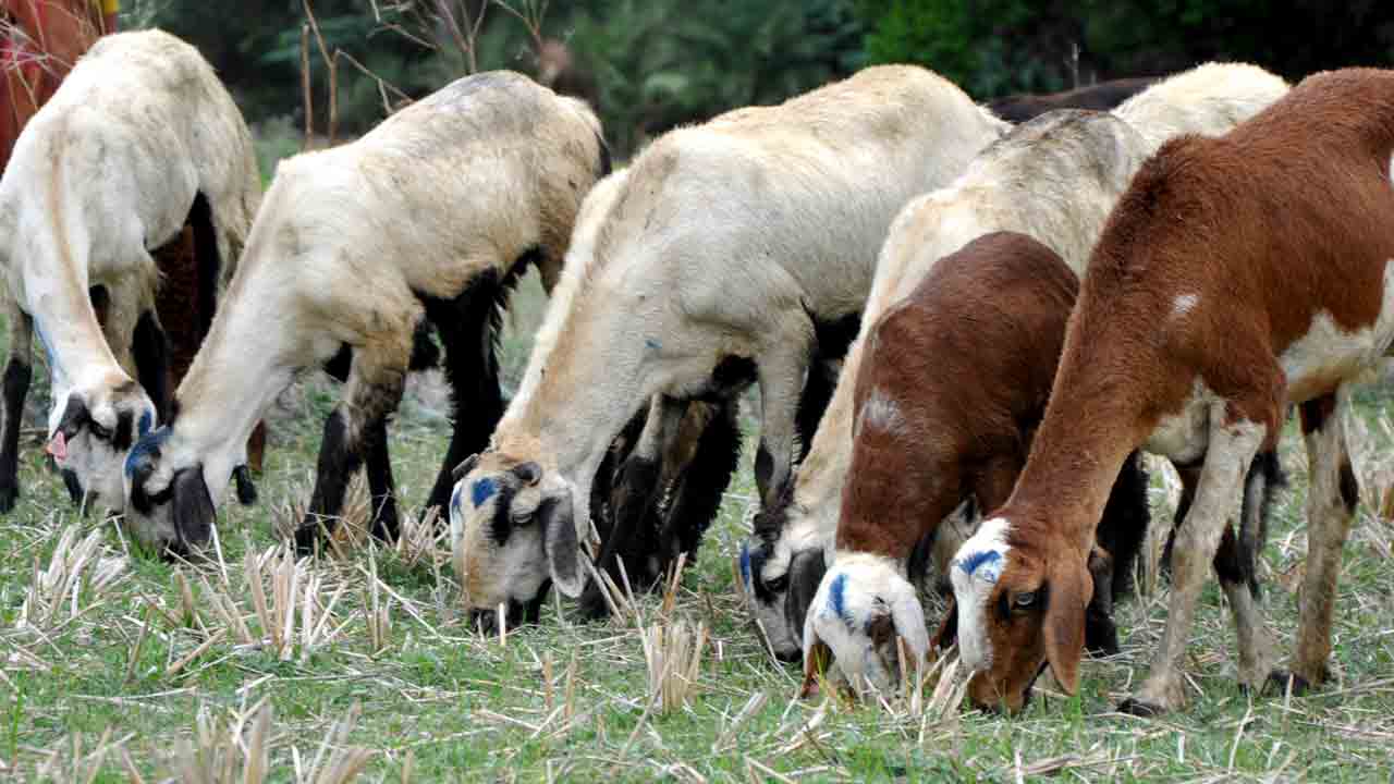 ముందు జాగ్రత్తతో జీవాలు సురక్షితం