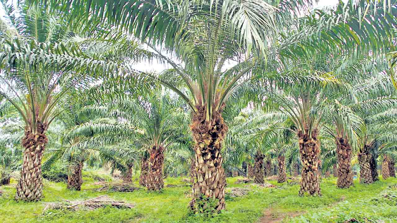 ఆయిల్‌ పామ్‌ సబ్సిడీ ఎత్తివేత.. అబద్ధం