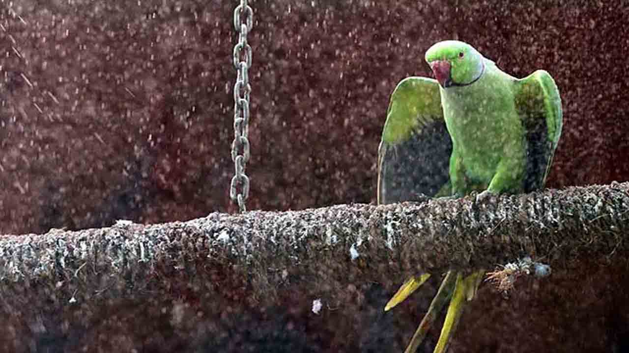 ఆ చిలుక ఆచూకీ చెప్తే రూ. 50 వేల న‌జరానా