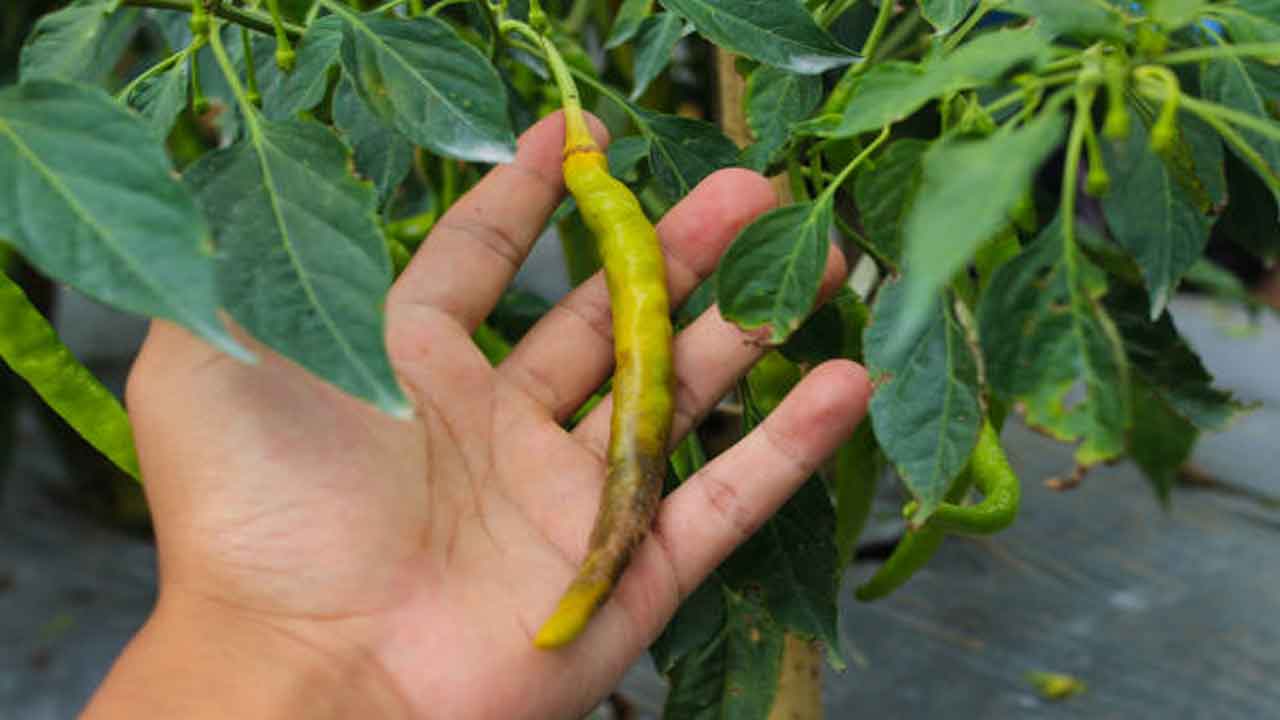 Chilli crop | మిరపలో పురుగుల నివారణ