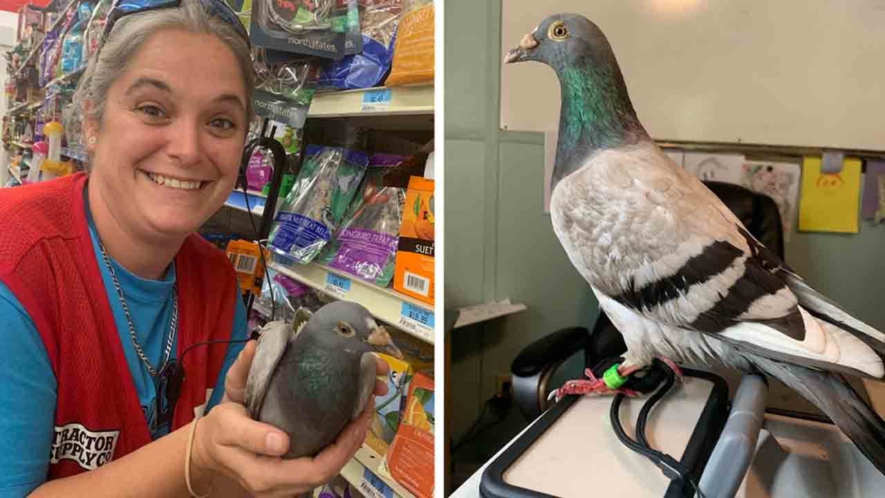 Pigeon | దారి తప్పి అమెరికా చేరిన పావురం.. 4వేల మైళ్ల ప్రయాణం!