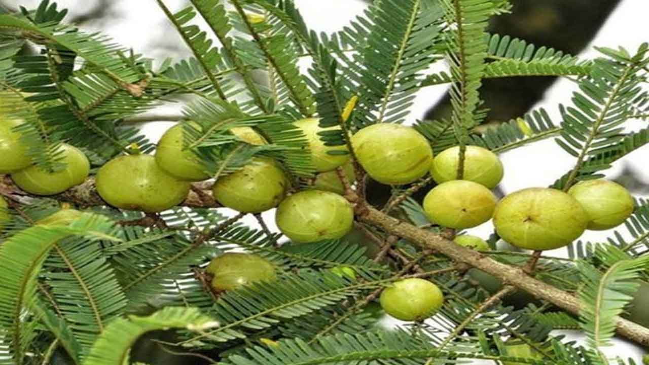 amla crop | ఉసిరి పంటలో సస్యరక్షణ ఇలా..!