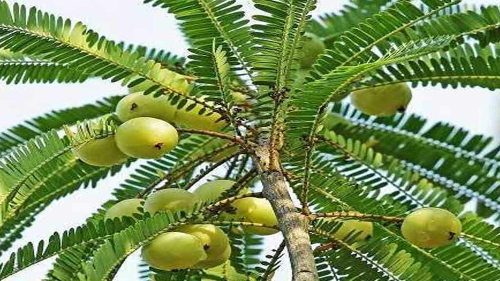 Plant protection in Amla