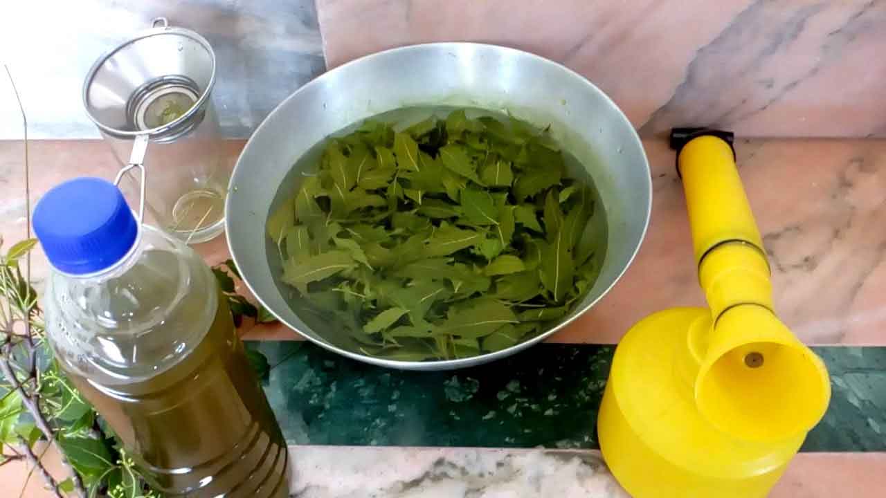 biological insecticides | జీవ సంబంధ కీటక నాశనుల తయారీ