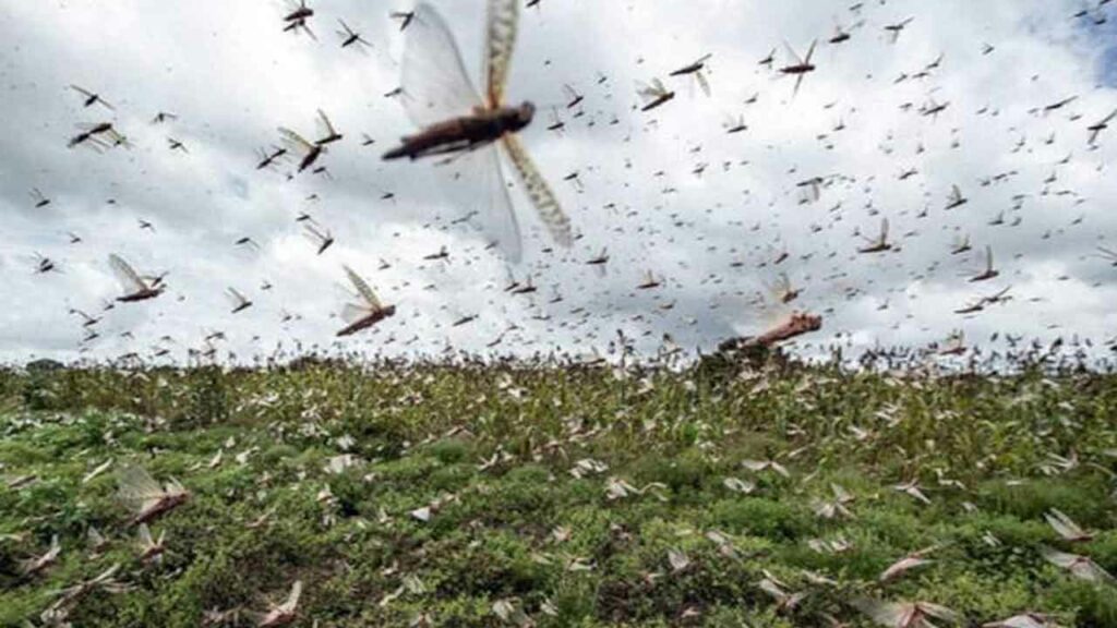 Prevention of Locust attack on crops