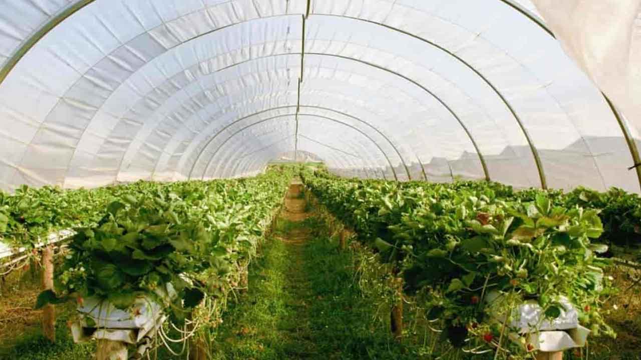 polyhouse cultivation | పాలీహౌజ్ సాగులో నులిపురుగుల నివారణ