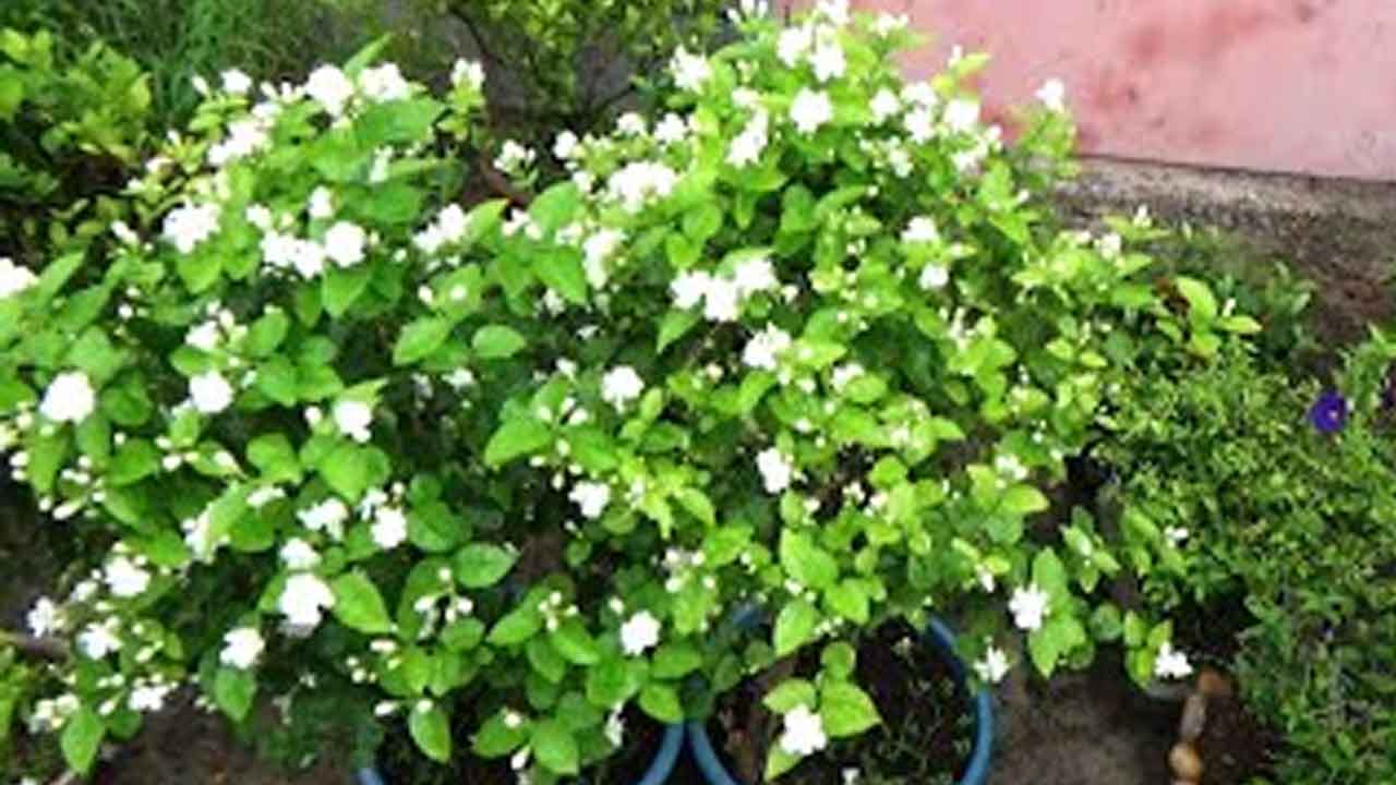 Jasmine pruning | మల్లె తోటల్లో కొమ్మల కత్తిరింపు ఇలా..!