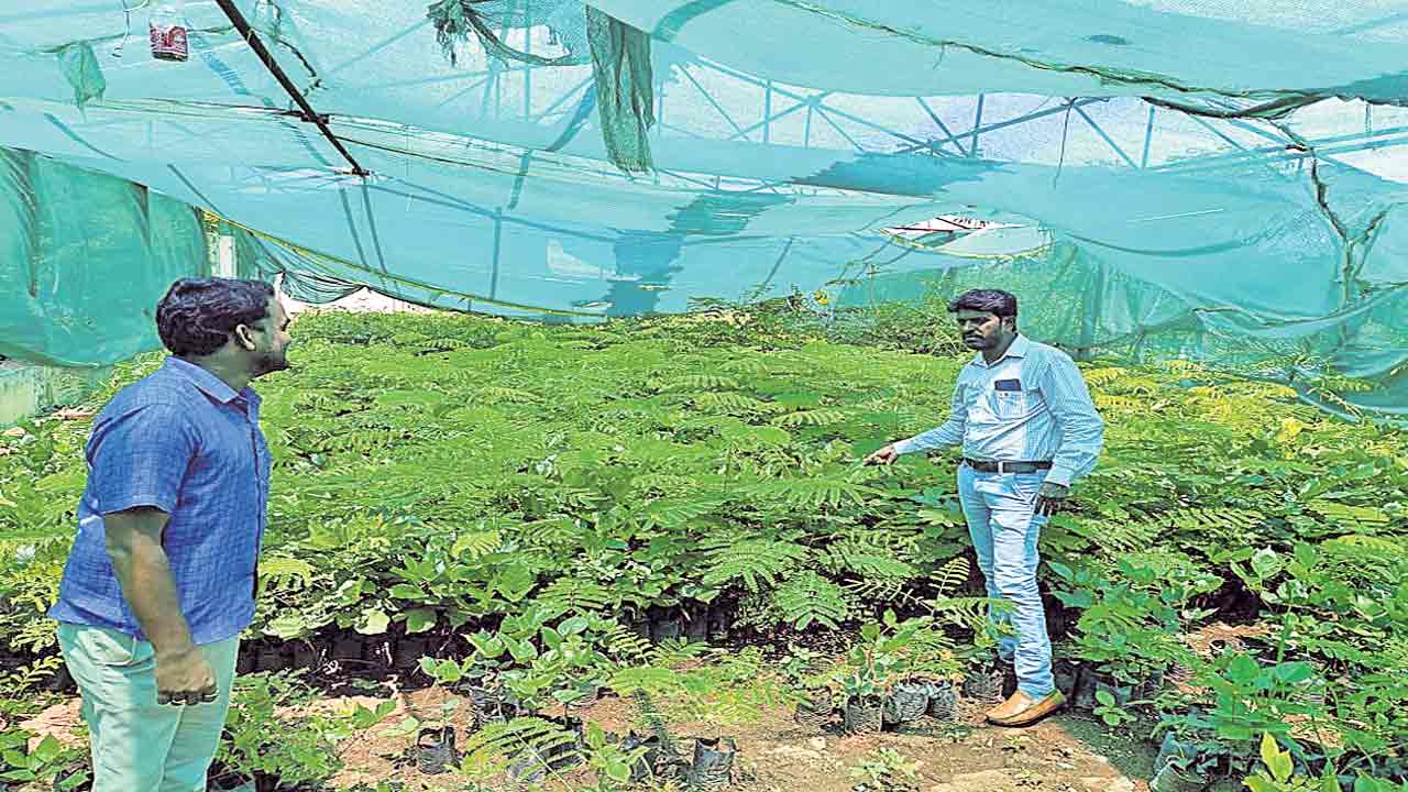 జోరుగా హరితహారం