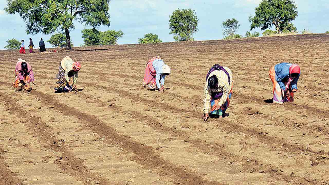 వాన జోరు.. సాగు హోరు