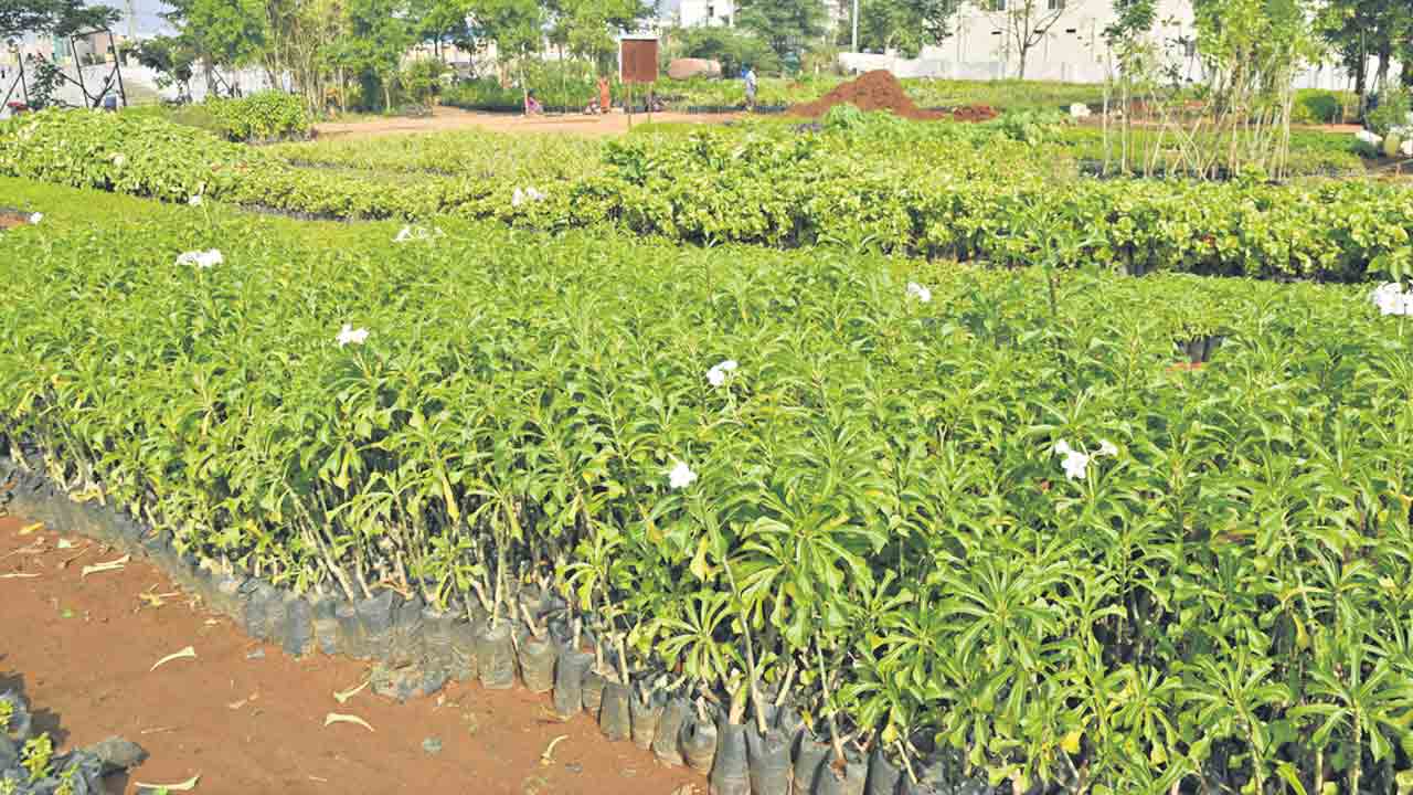 ప్రతి మొక్కకూ జియో ట్కాగింగ్