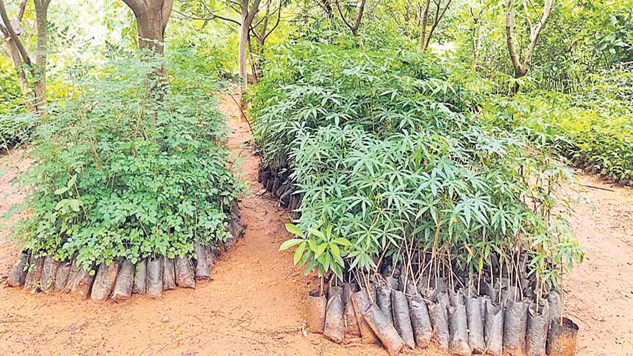 సిద్ధంగా లక్షా 50వేల మొక్కలు