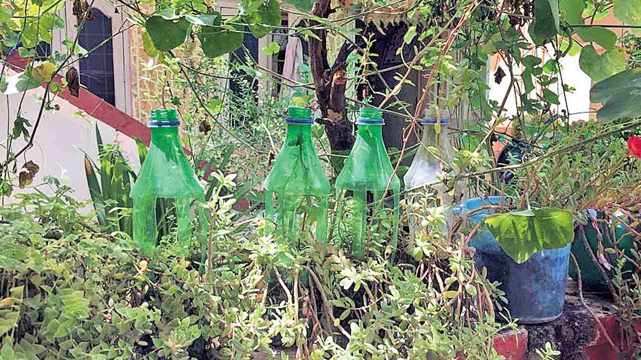 వ్యర్థాలతో పచ్చదనం
