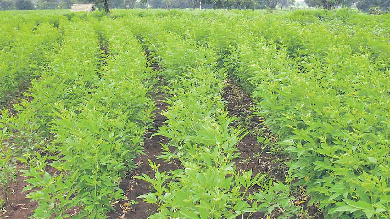 కంది బోర్డు ఏర్సాటుపై కేంద్రం మౌనం