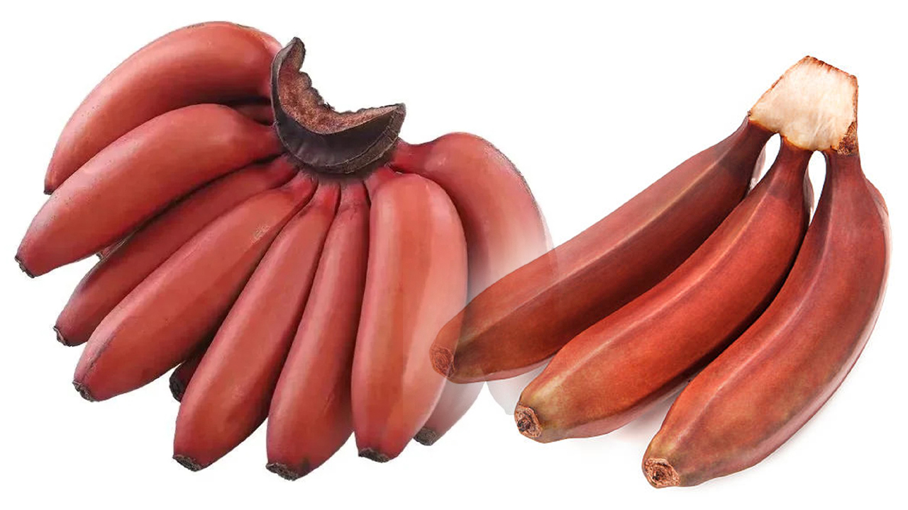 సాధార‌ణ అర‌టి పండ్ల‌తో పోలిస్తే ఎర్ర‌టి అర‌టి పండ్లు మంచివా? కాదా?