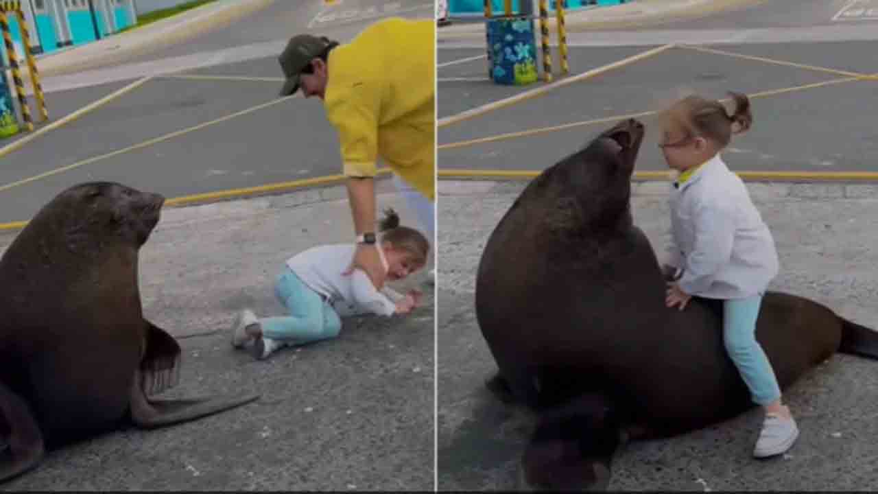 Video: బాలికపై దాడి చేయబోయిన సముద్ర సింహం… పెరెంట్స్‌ నిర్లక్ష్యంపై నెటిజన్లు ఆగ్రహం