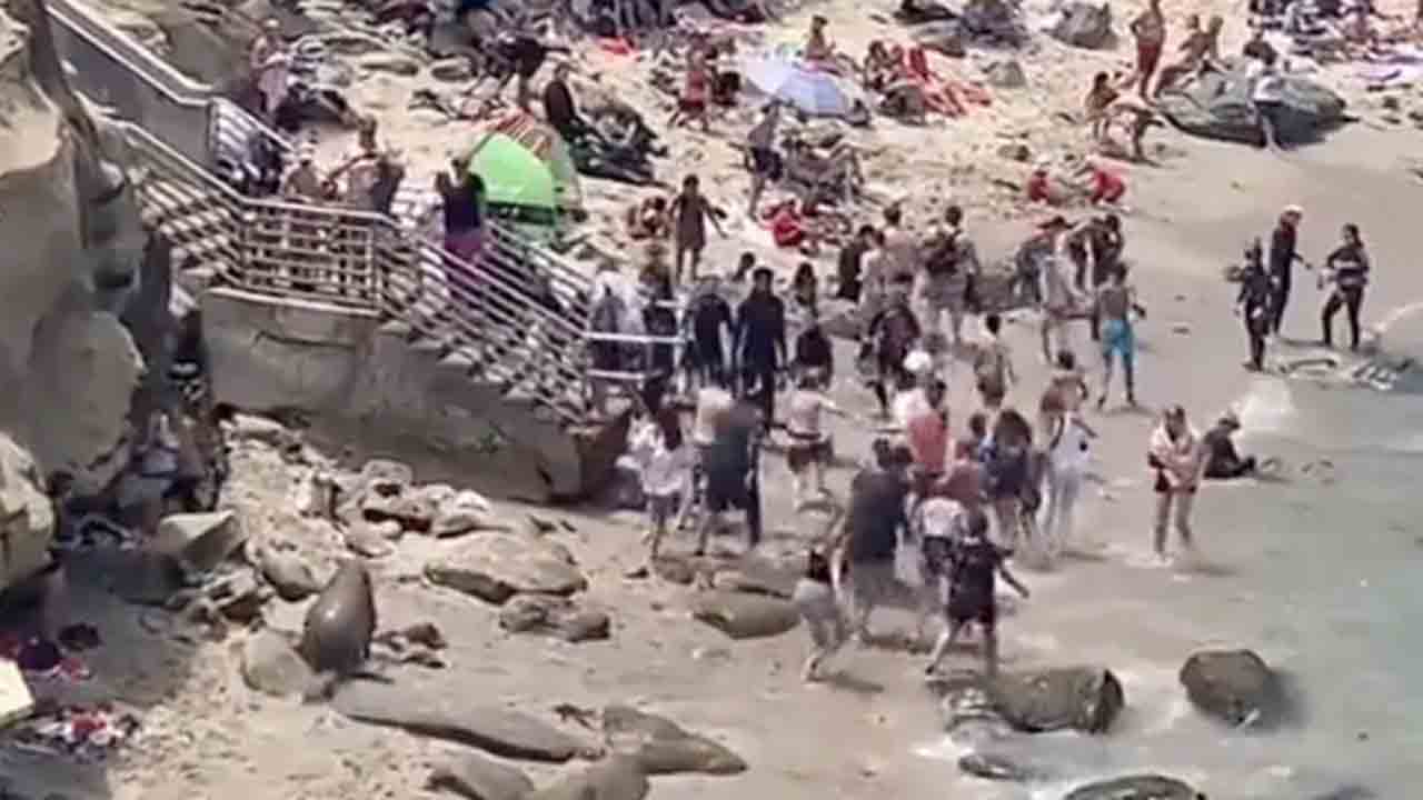 Watch: బీచ్‌లో ఎంజాయ్‌ చేస్తున్న సందర్శకులు… వెంటపడి తరిమిన సముద్ర సింహాలు