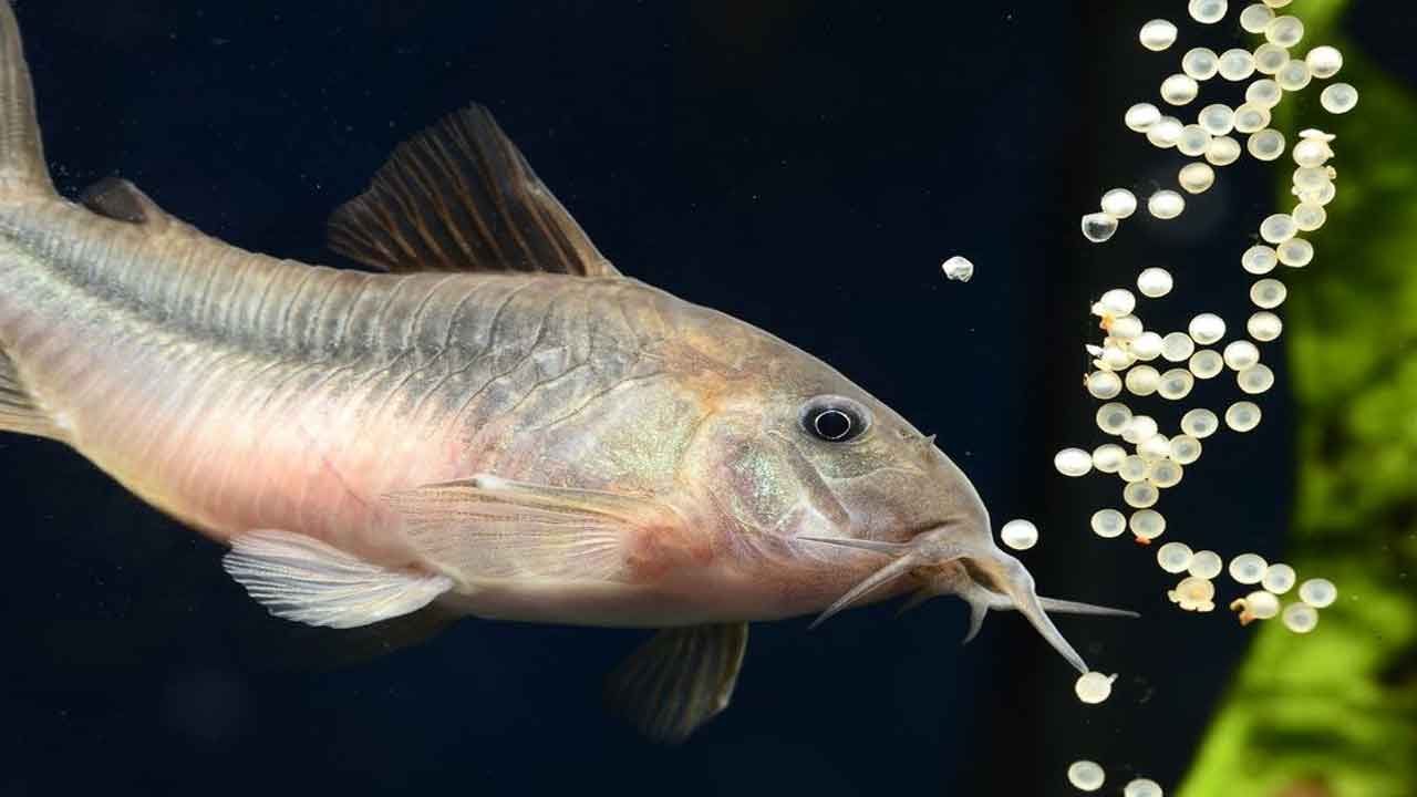 Fish Selection |చేపపిల్లల పెంపకంలో ఎంపికే ముఖ్యం.. ఎందుకంటే..?