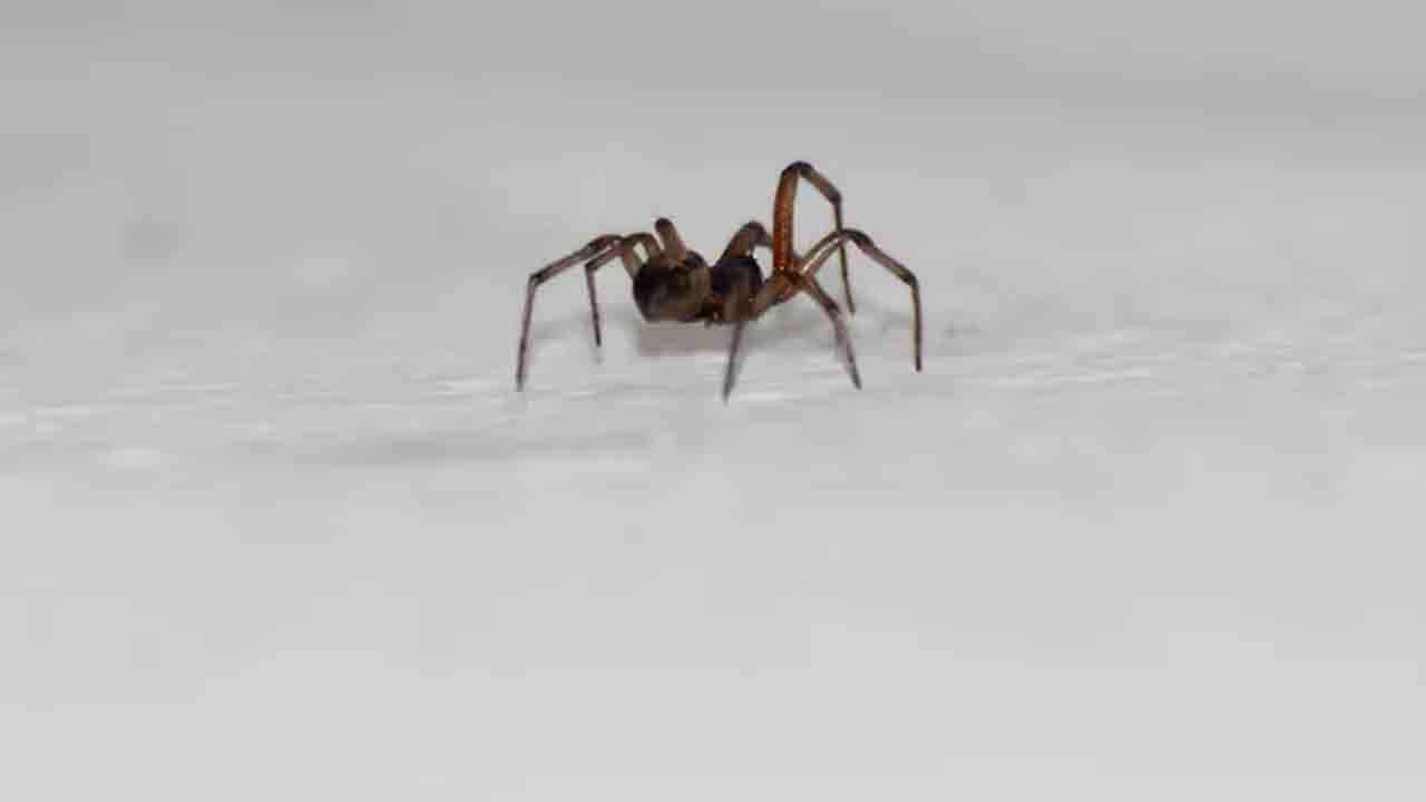 Emergency Call | ఇంట్లో సాలీడును తరిమేయాలంటూ పోలీసులకు ఫోన్.. మండి పడుతున్న నెటిజన్లు