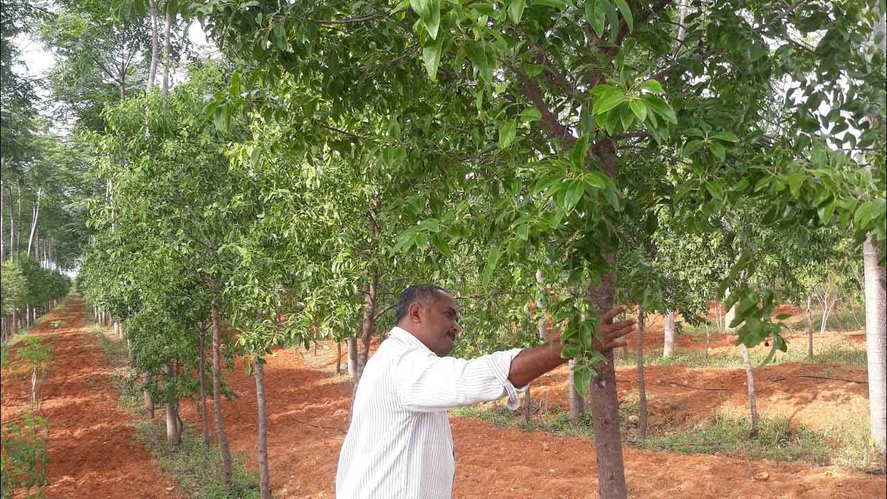 Srigandham | దీర్ఘకాలిక సిరుల పంట.. శ్రీగంధం