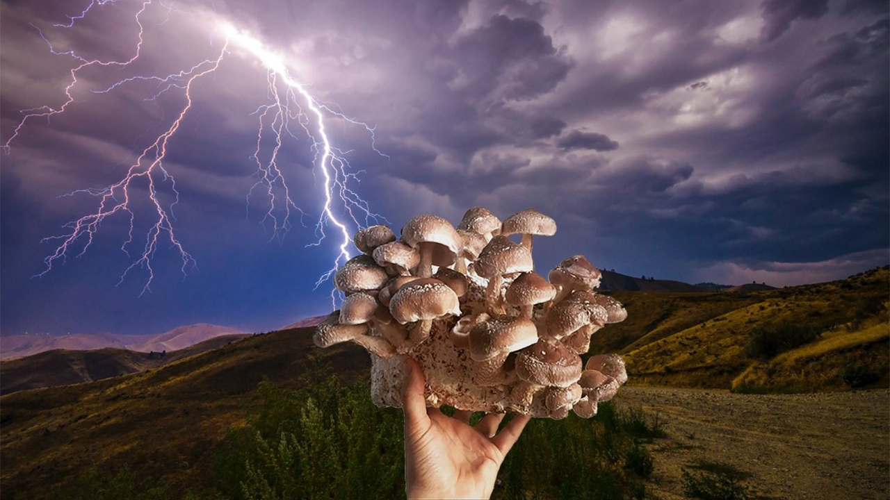 Thunder Mushroom | ఈ పుట్ట‌గొడుగులు ఎందుకంత స్పెష‌ల్‌.. ఇవి అన్నిచోట్ల ఎందుకు దొర‌క‌వు?