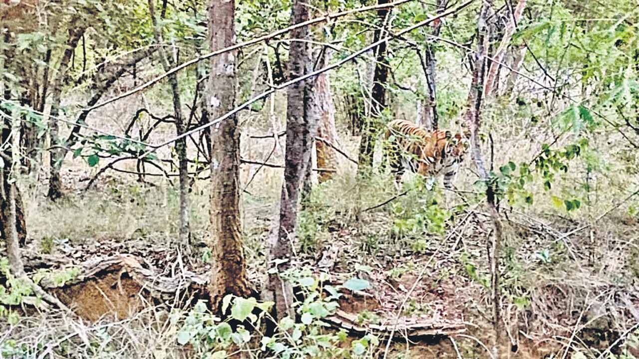 ఫరాహాబాద్లో పెద్దపులి